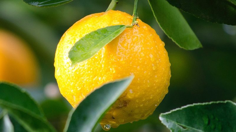 上海生物科技公司加盟政策：揭秘加盟背后的机遇与挑战**