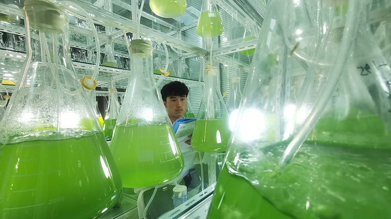 国产培养基：助力生物科技研发的基石**